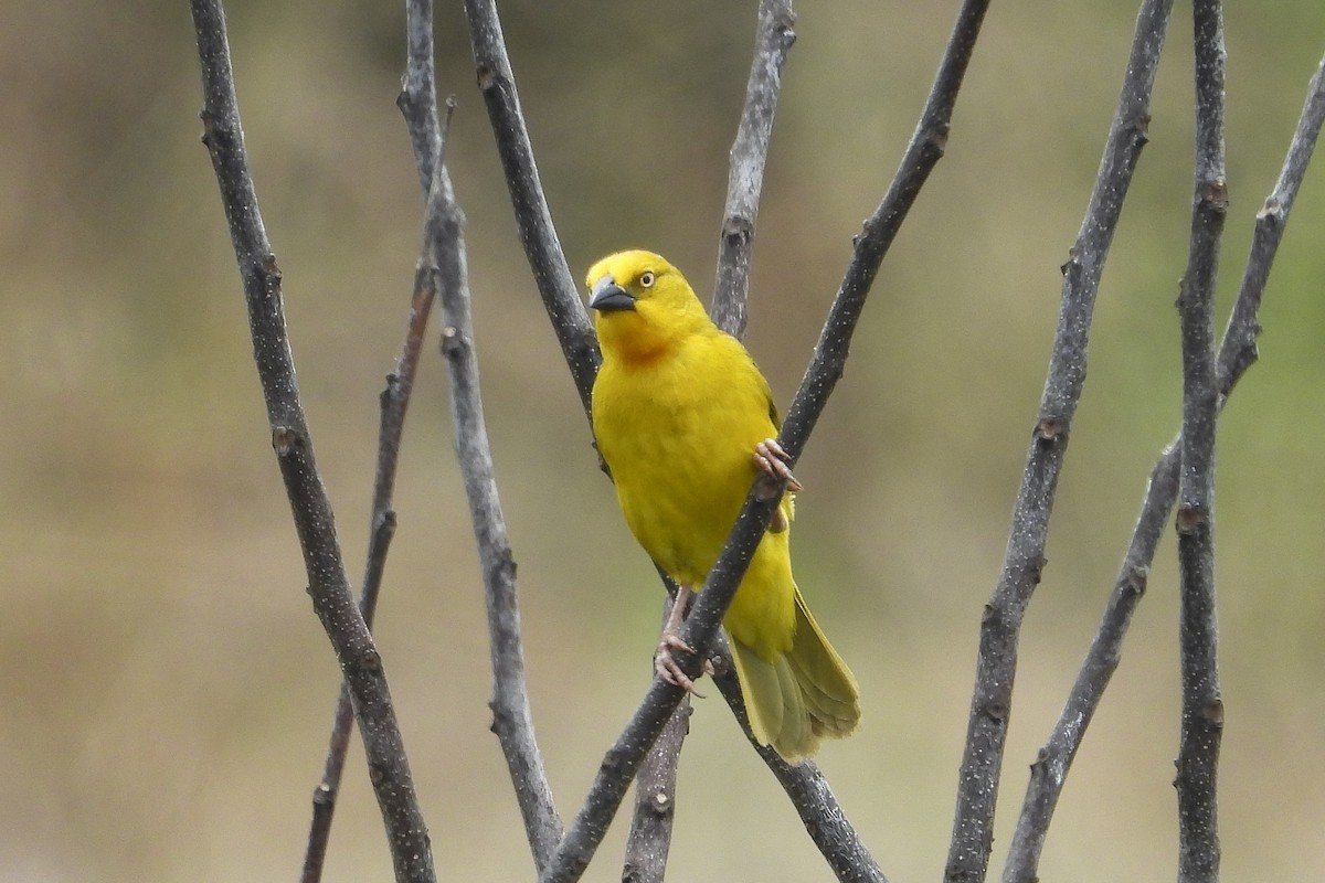 Holub's Golden-Weaver - ML612253314