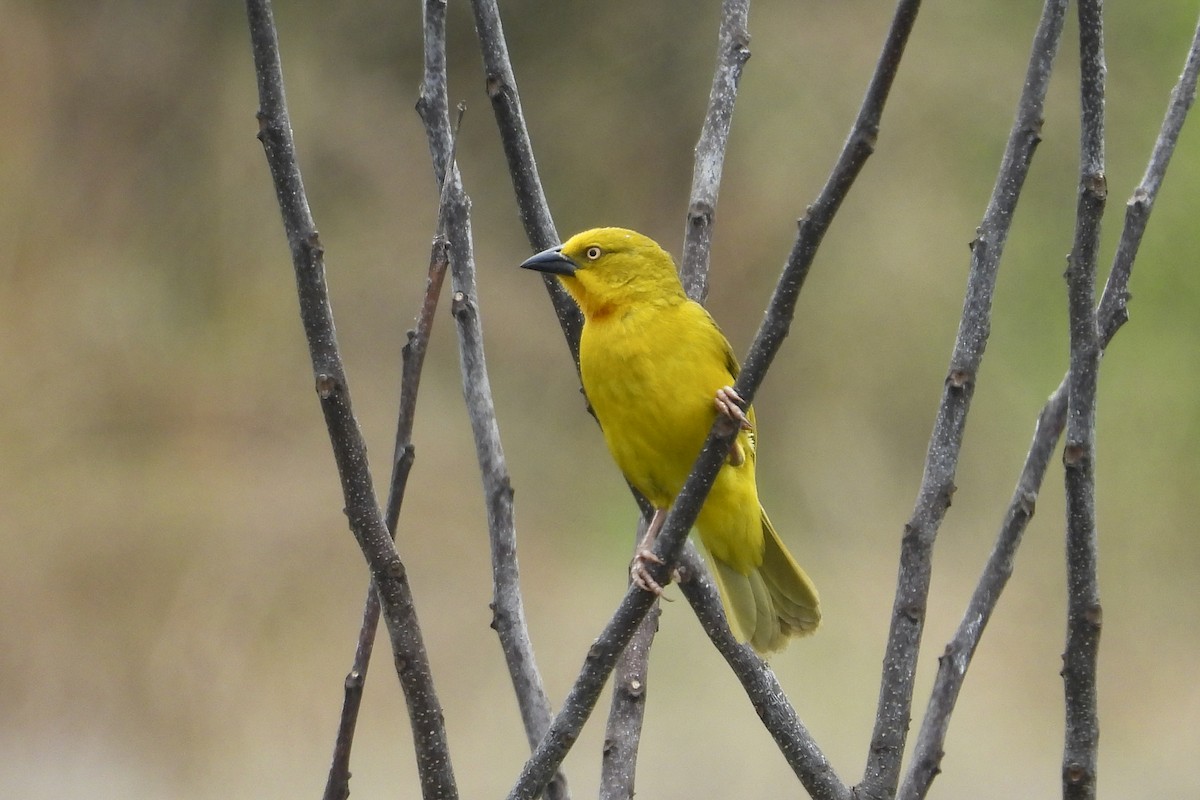 Holub's Golden-Weaver - ML612253315