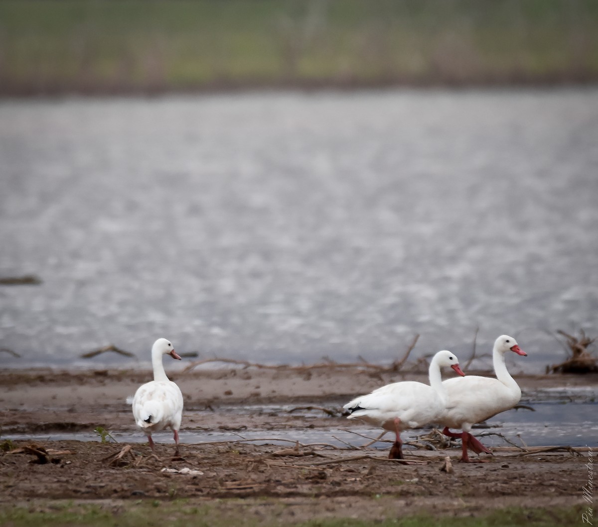 Coscoroba Swan - ML612253376