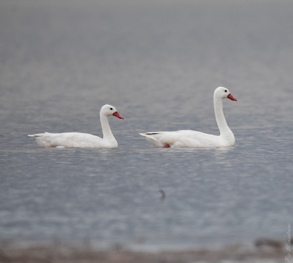 Coscoroba Swan - ML612253377