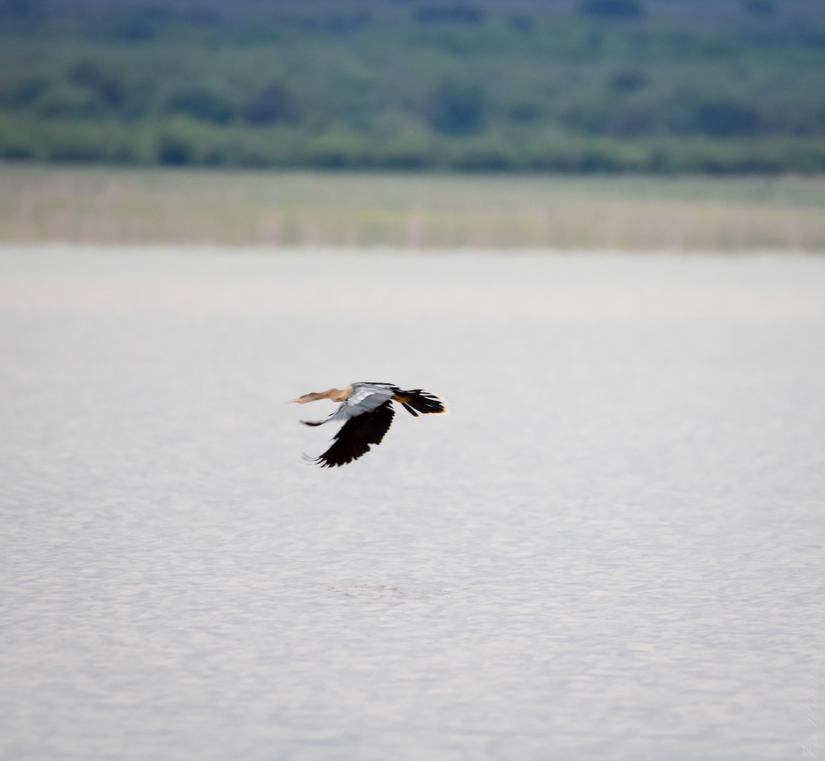 Anhinga - Pia Minestroni