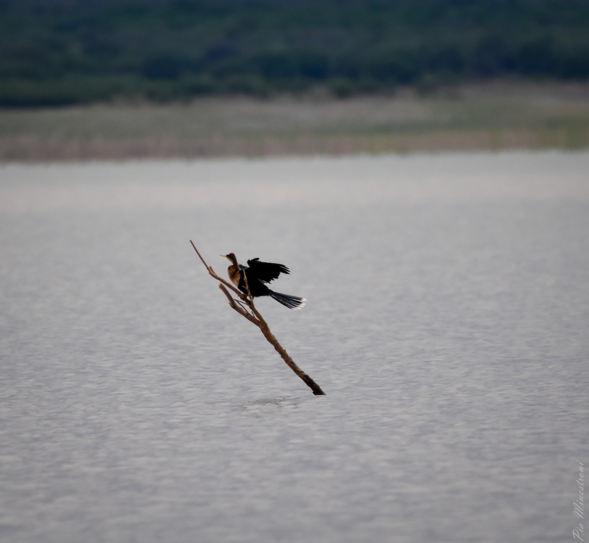 anhinga americká - ML612253395