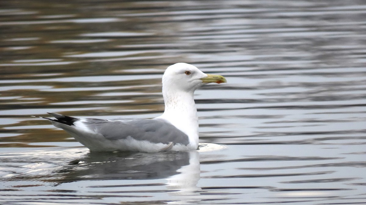 Caspian Gull - ML612253412