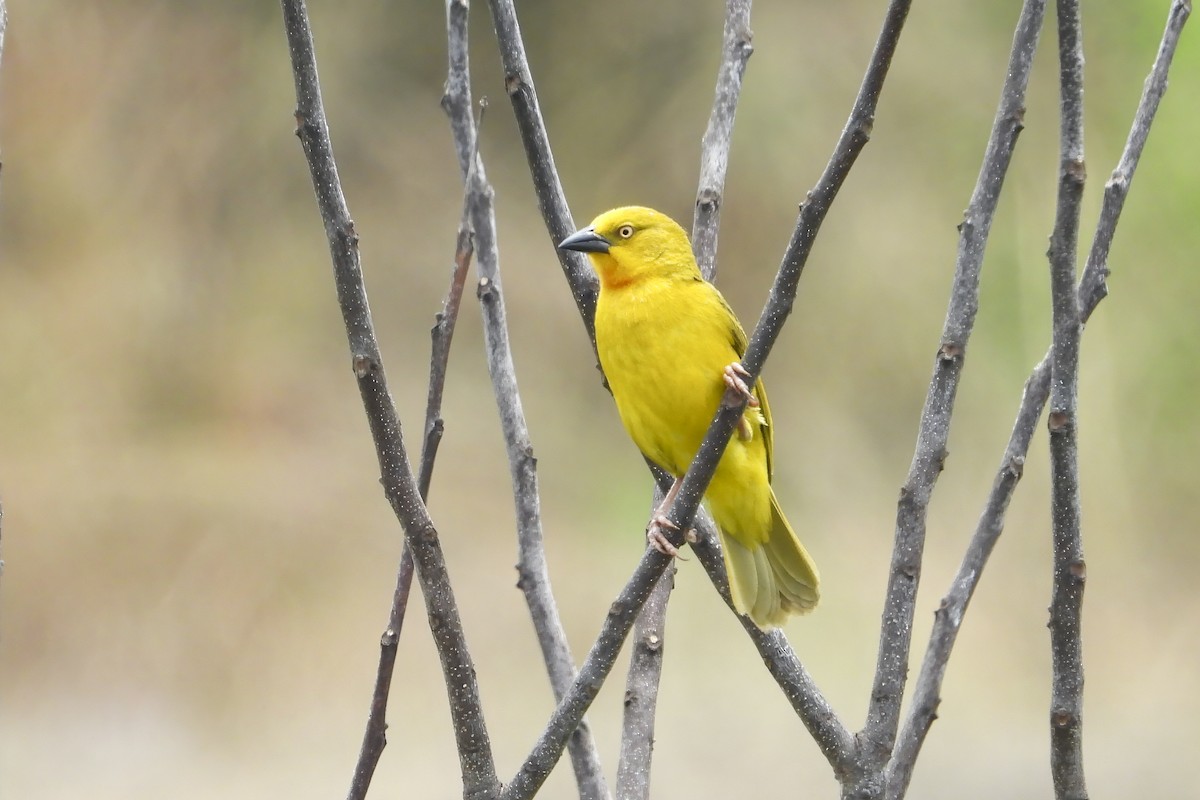 Holub's Golden-Weaver - ML612253413