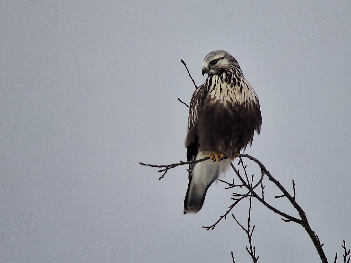 Rough-legged Hawk - ML612253475