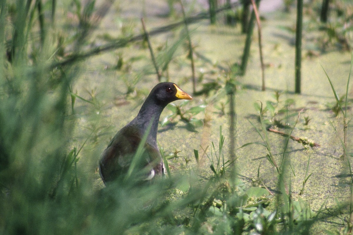 Lesser Moorhen - ML612253512