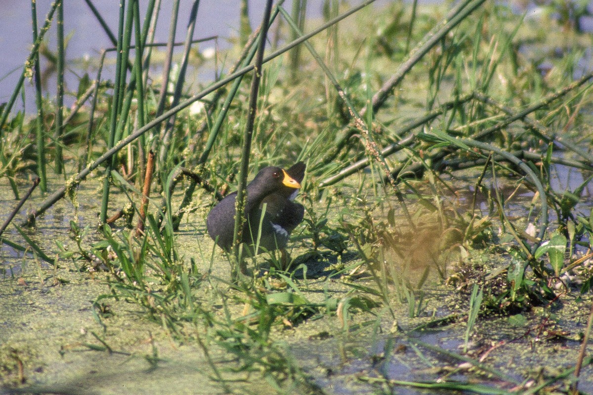 Lesser Moorhen - ML612253514