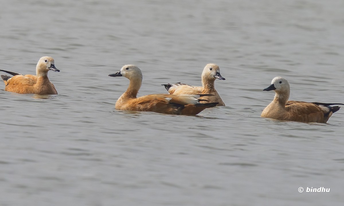 Ruddy Shelduck - Bindhu Mohan