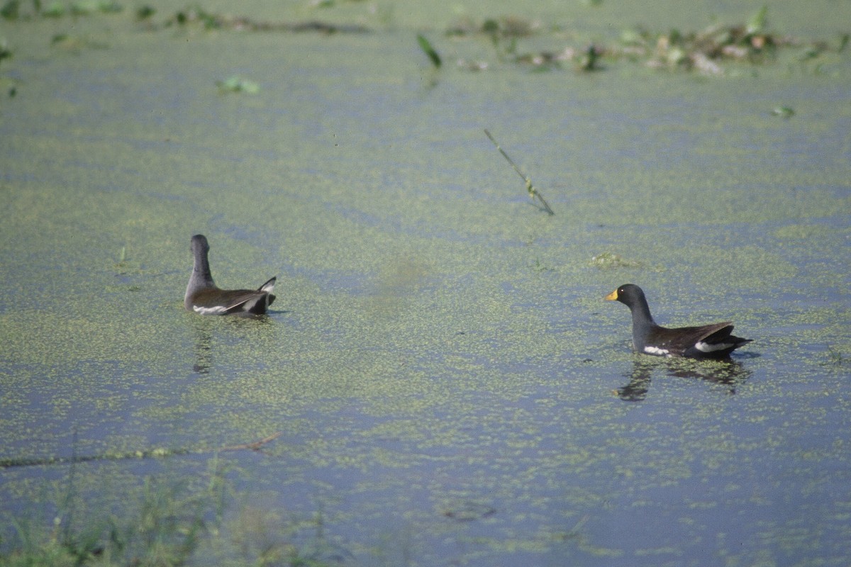 Lesser Moorhen - Tommy Pedersen