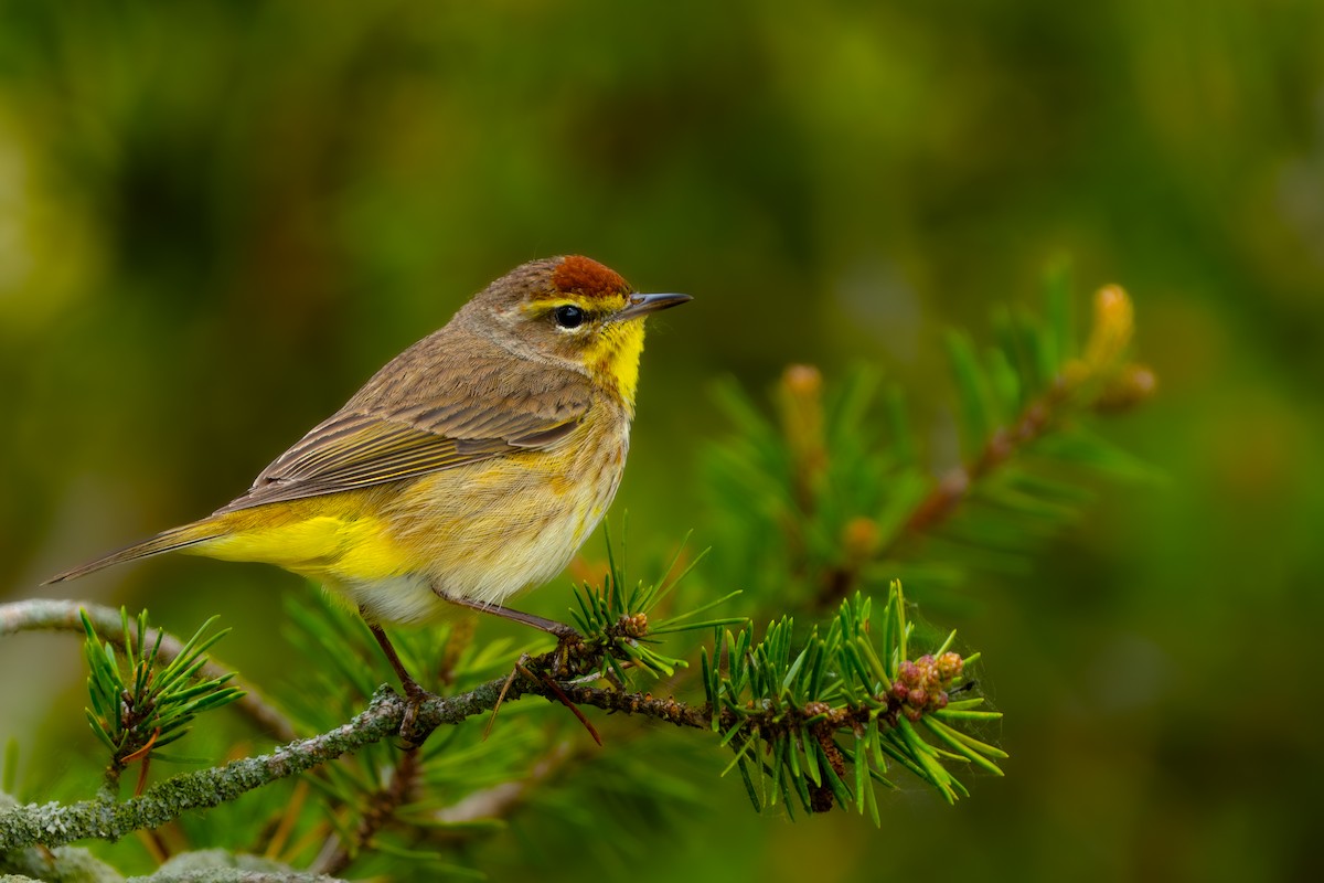 Palm Warbler - Isaac Polanski