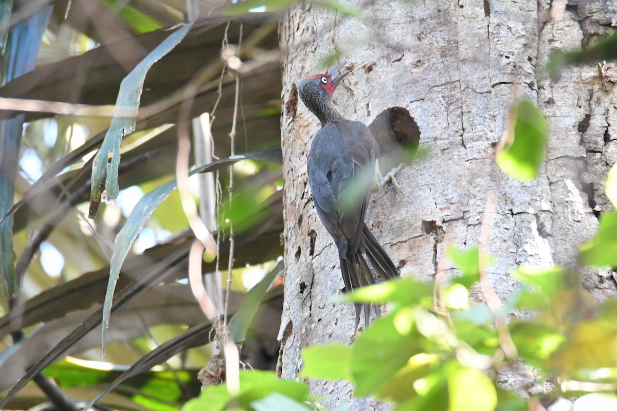 Ashy Woodpecker - ML612253600