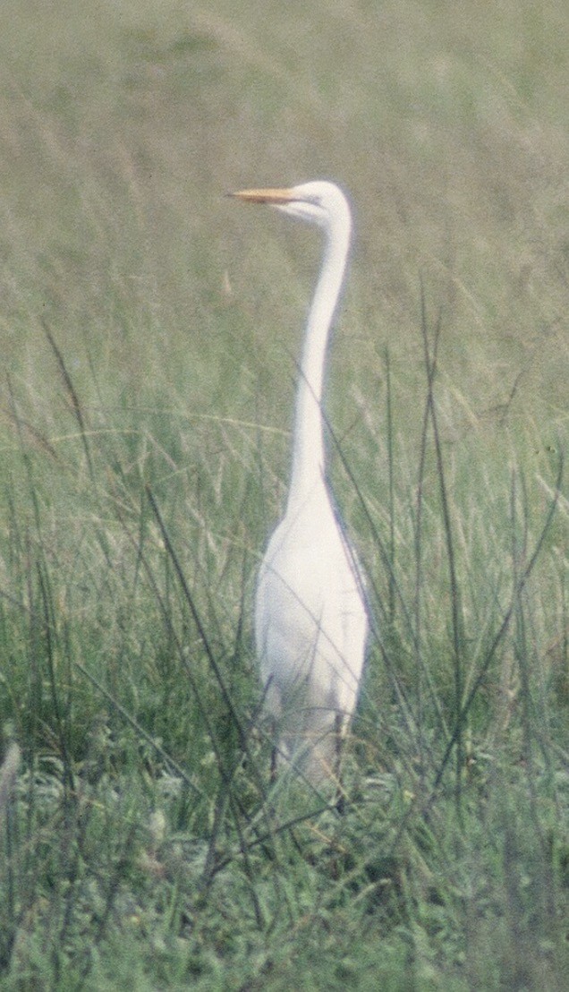 volavka bílá (ssp. melanorhynchos) - ML612253609