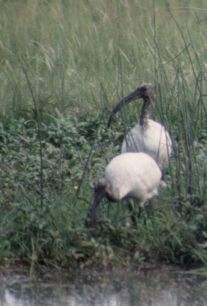 ibis posvátný - ML612253611