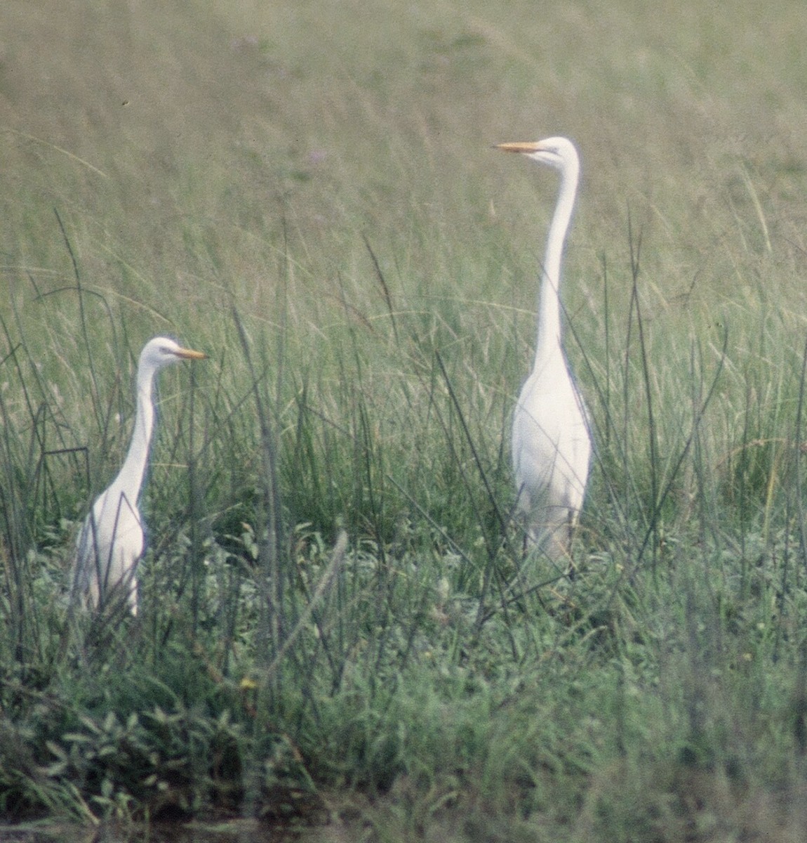 Yellow-billed Egret - ML612253613