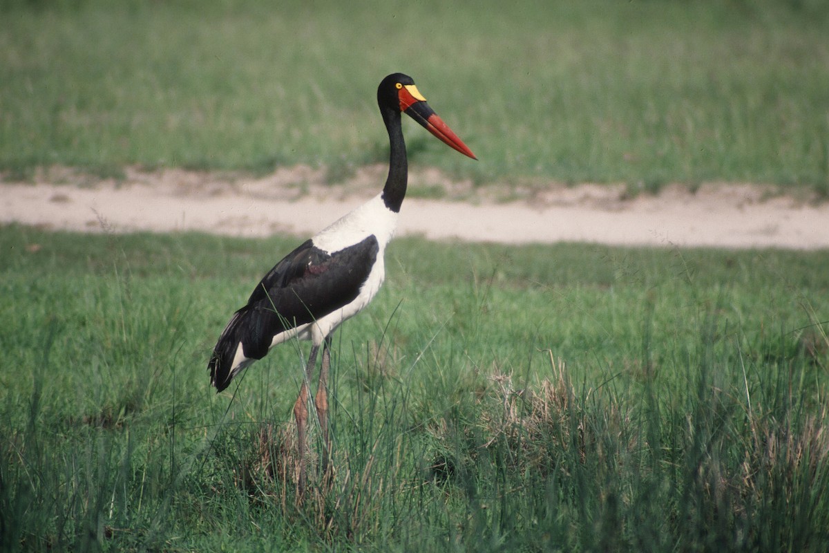 Saddle-billed Stork - ML612253615