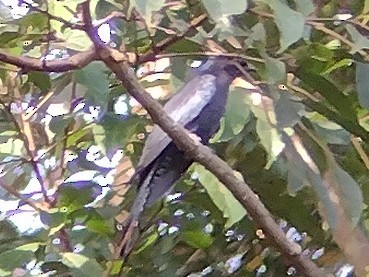 Asya Drongo Guguğu - ML612253633