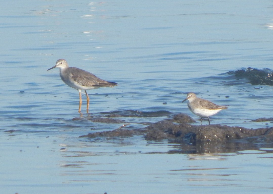 Weißbürzel-Strandläufer - ML612253662