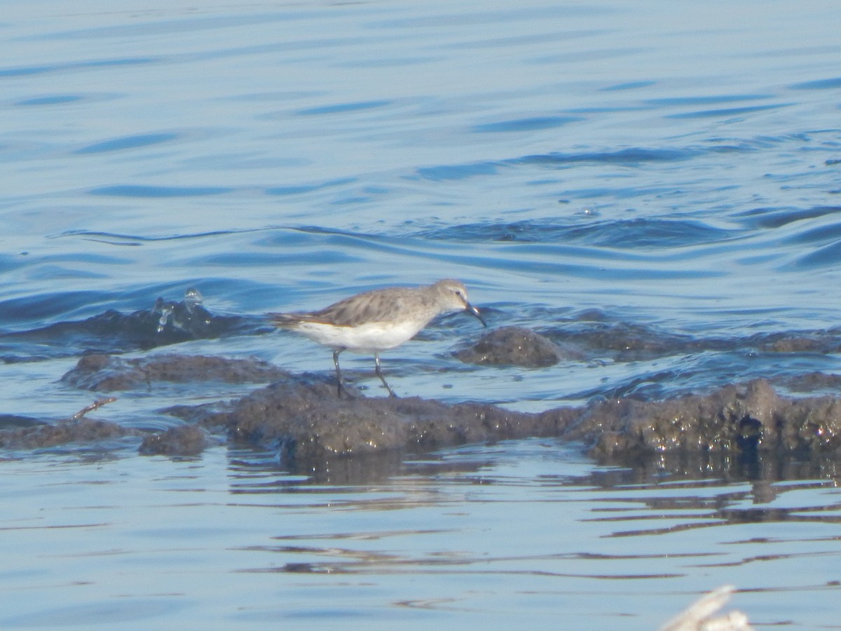 White-rumped Sandpiper - ML612253668