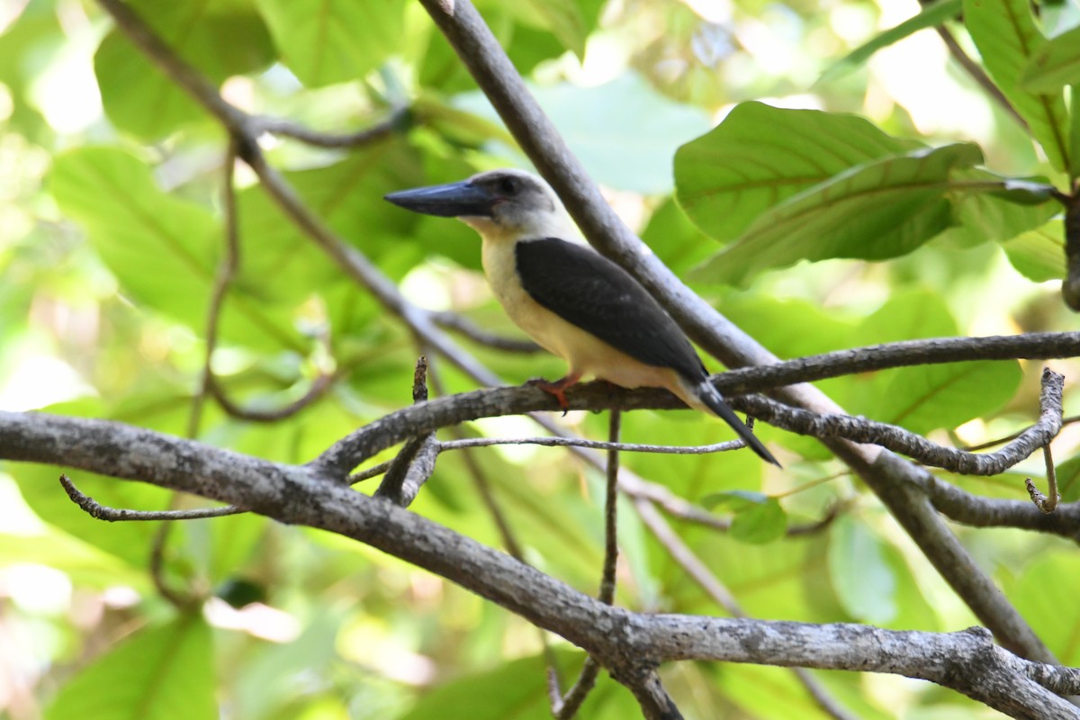 Great-billed Kingfisher - John Cooper