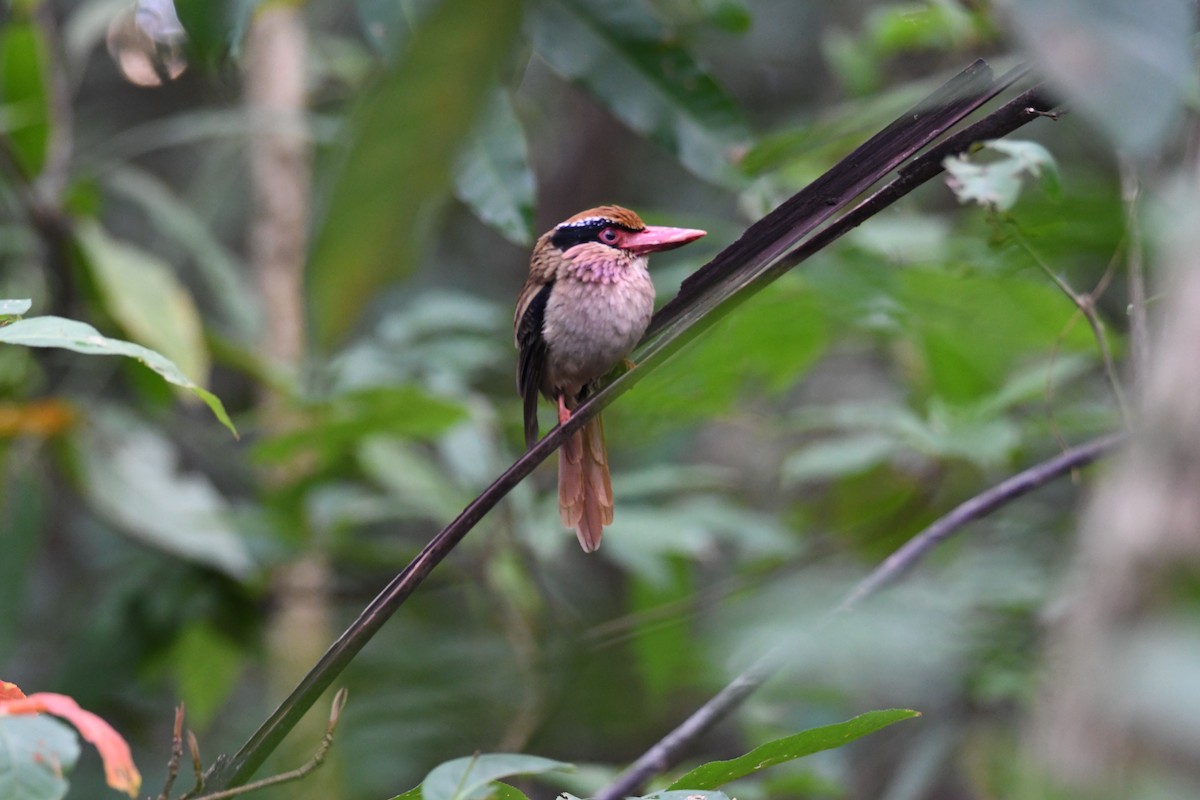 Sulawesi Lilac Kingfisher - ML612253763
