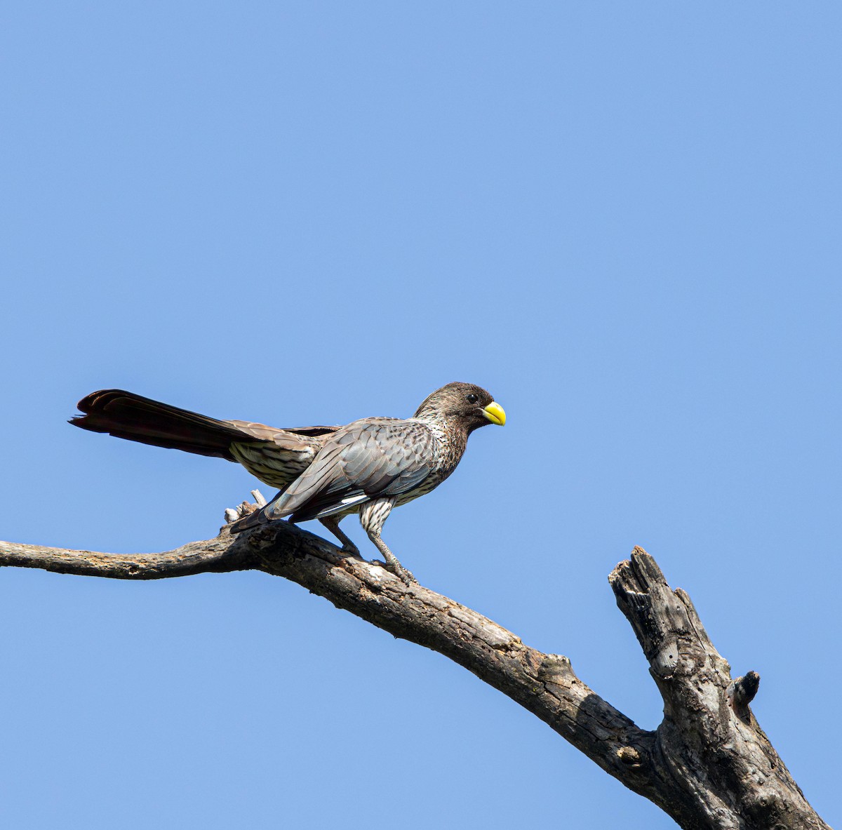 Turaco Gris Occidental - ML612253957