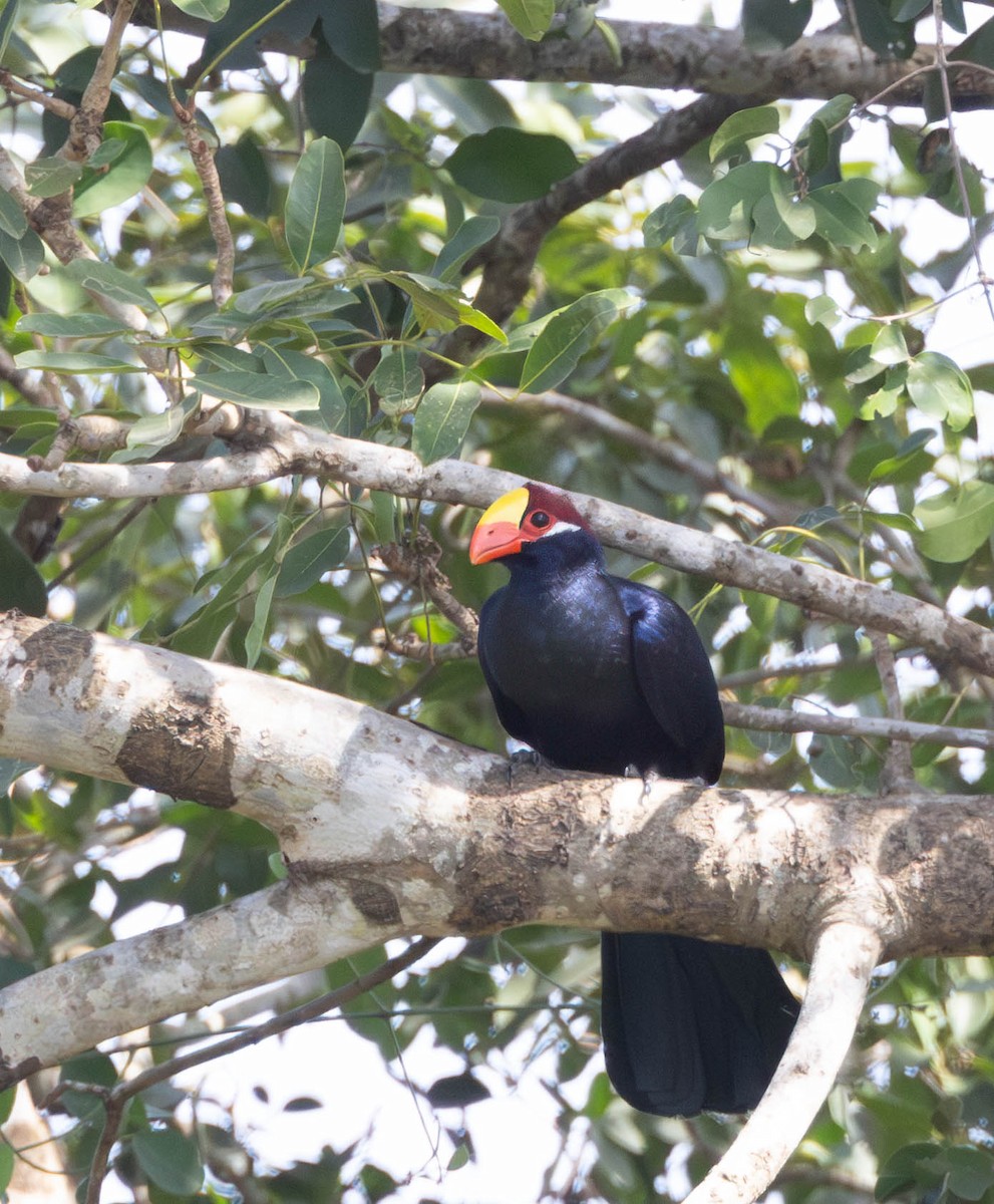 Turaco Violáceo - ML612254083