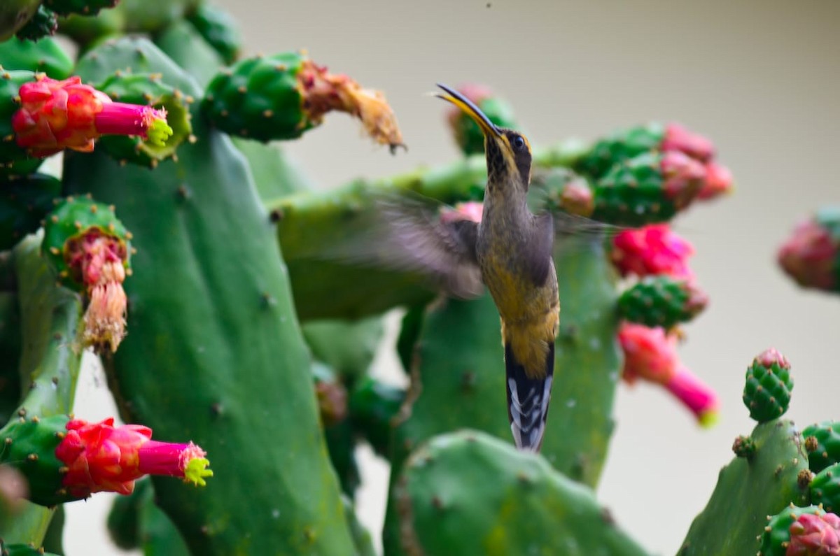 Scale-throated Hermit - Ricardo Silva