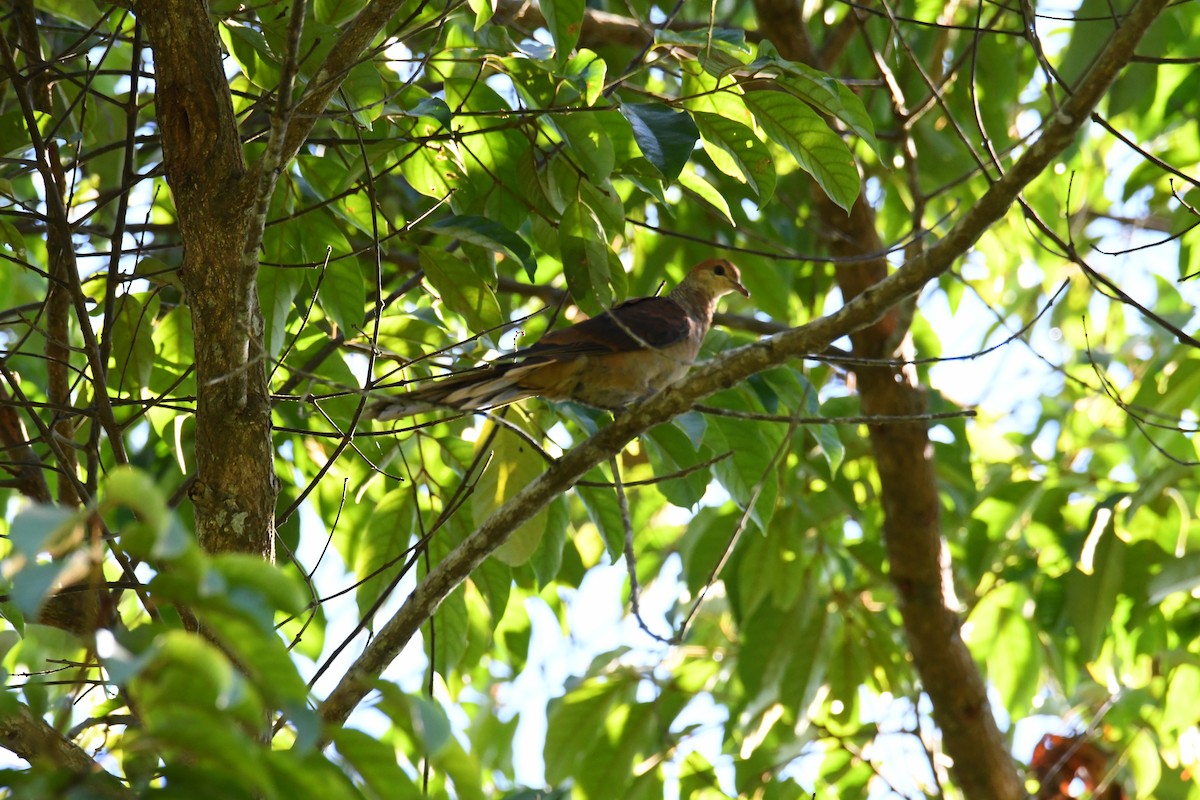 Sultan's Cuckoo-Dove (Sulawesi) - John Cooper