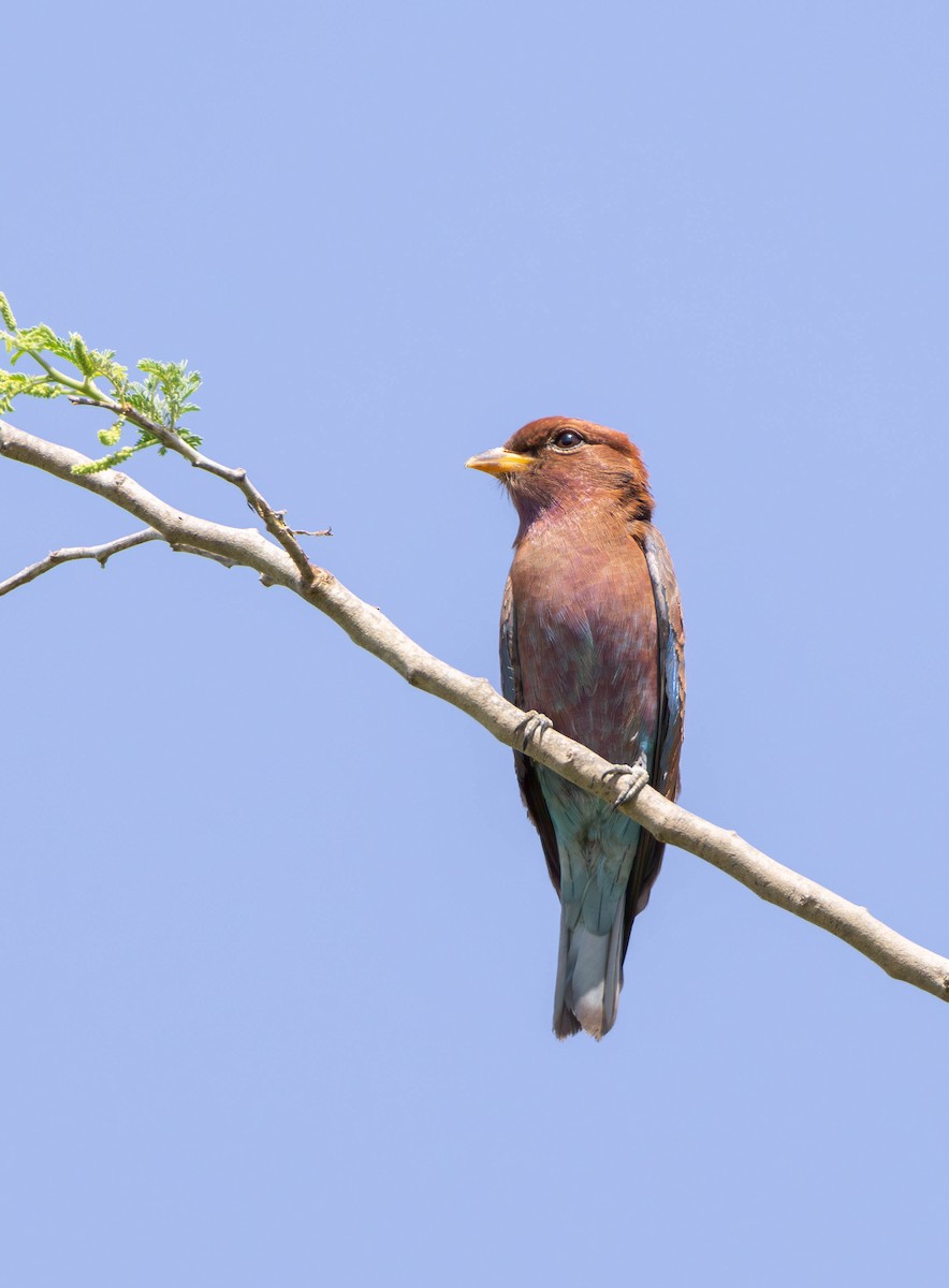 Broad-billed Roller - Per Smith