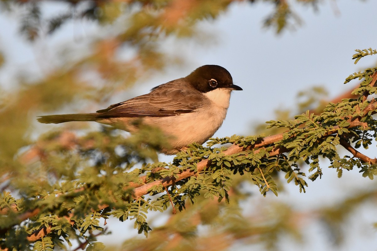 Arabian Warbler - ML612254163