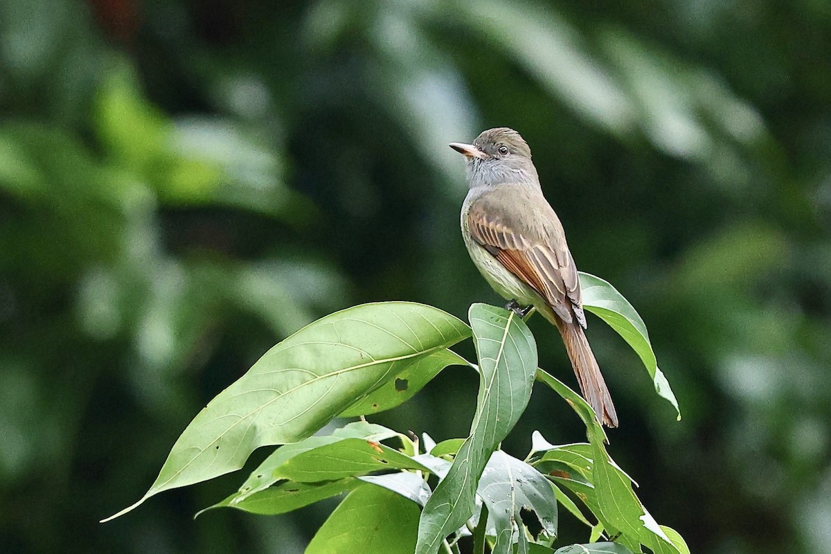 Rufous-tailed Flycatcher - ML612254165