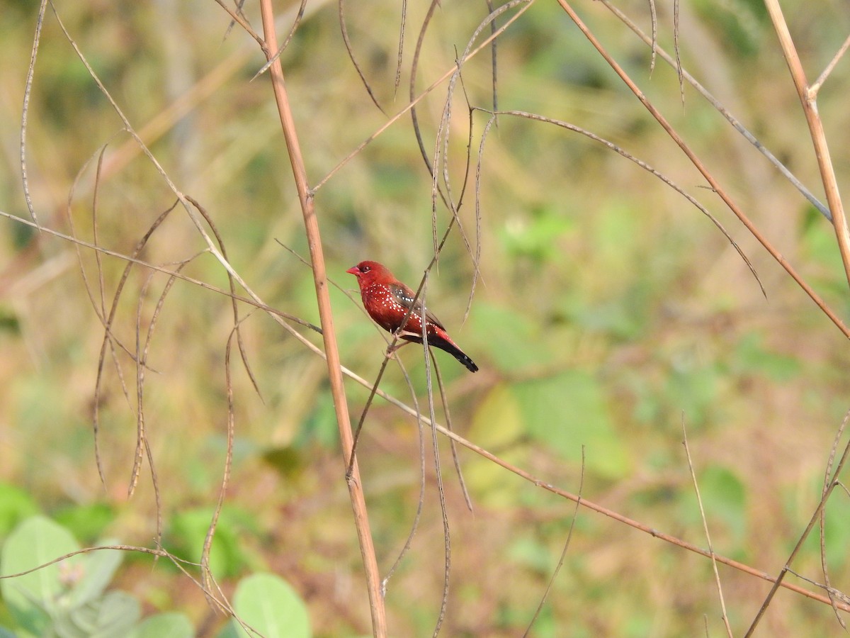 Red Avadavat - manish kerkar