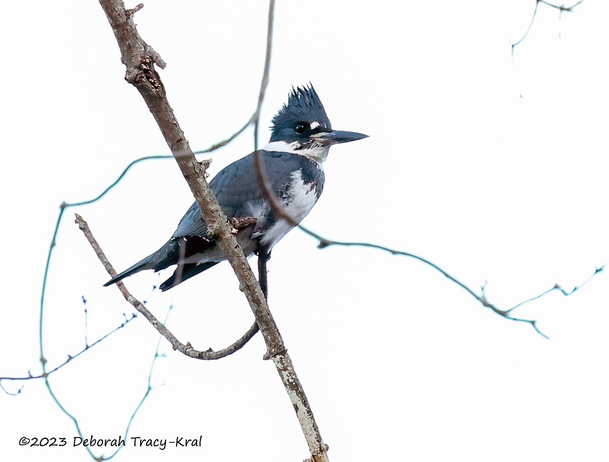 Belted Kingfisher - ML612254249