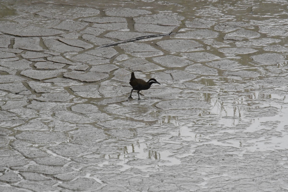 Barred Rail - ML612254255