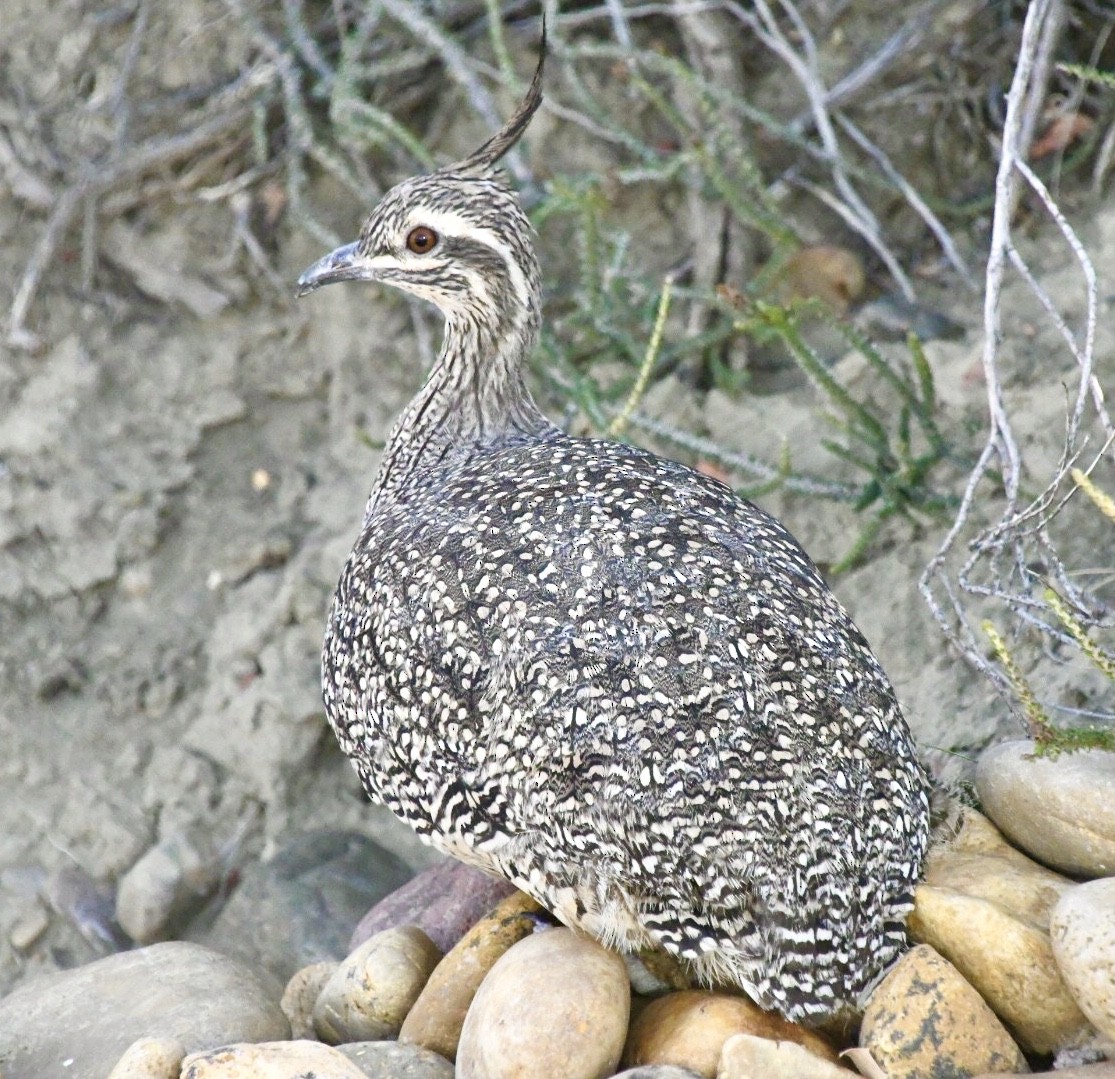 Elegant Crested-Tinamou - Charlotte Pavelka & Doug Reitz