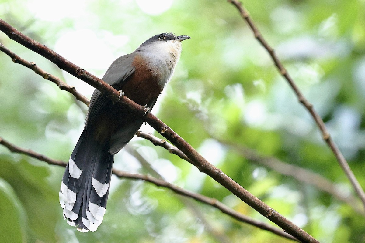 Chestnut-bellied Cuckoo - ML612254337