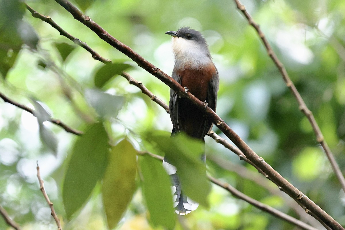 Chestnut-bellied Cuckoo - ML612254340