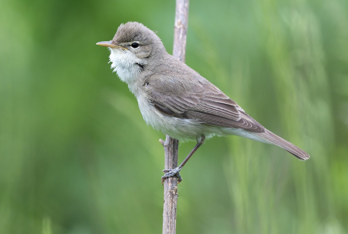 Eastern Olivaceous Warbler - Pavel Štěpánek