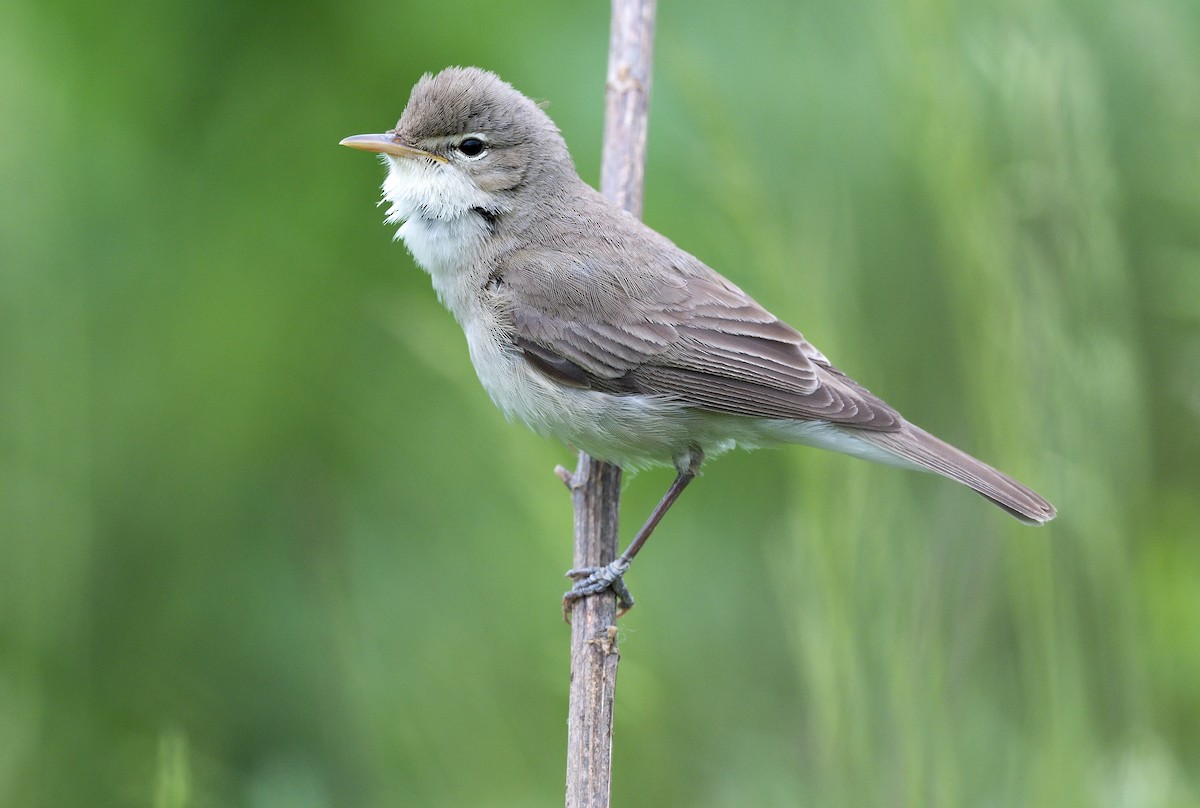 Eastern Olivaceous Warbler - Pavel Štěpánek