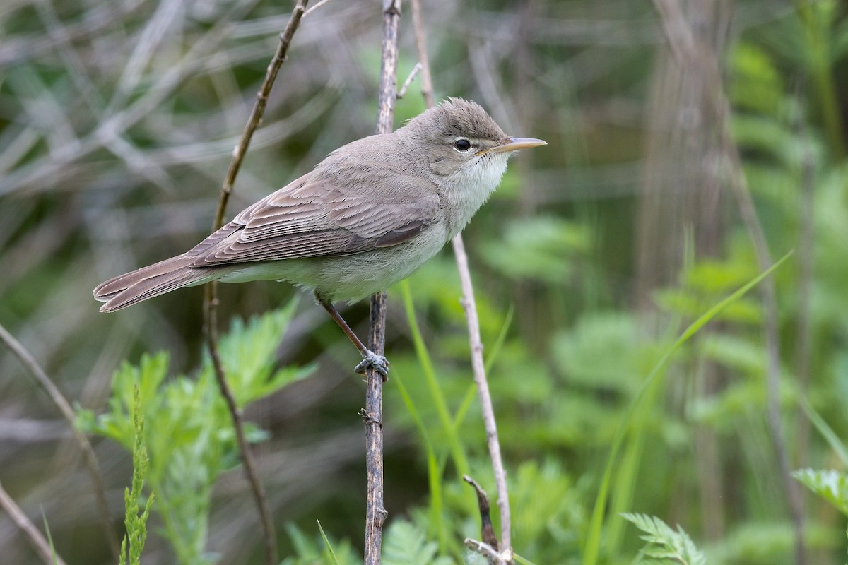 Eastern Olivaceous Warbler - Pavel Štěpánek