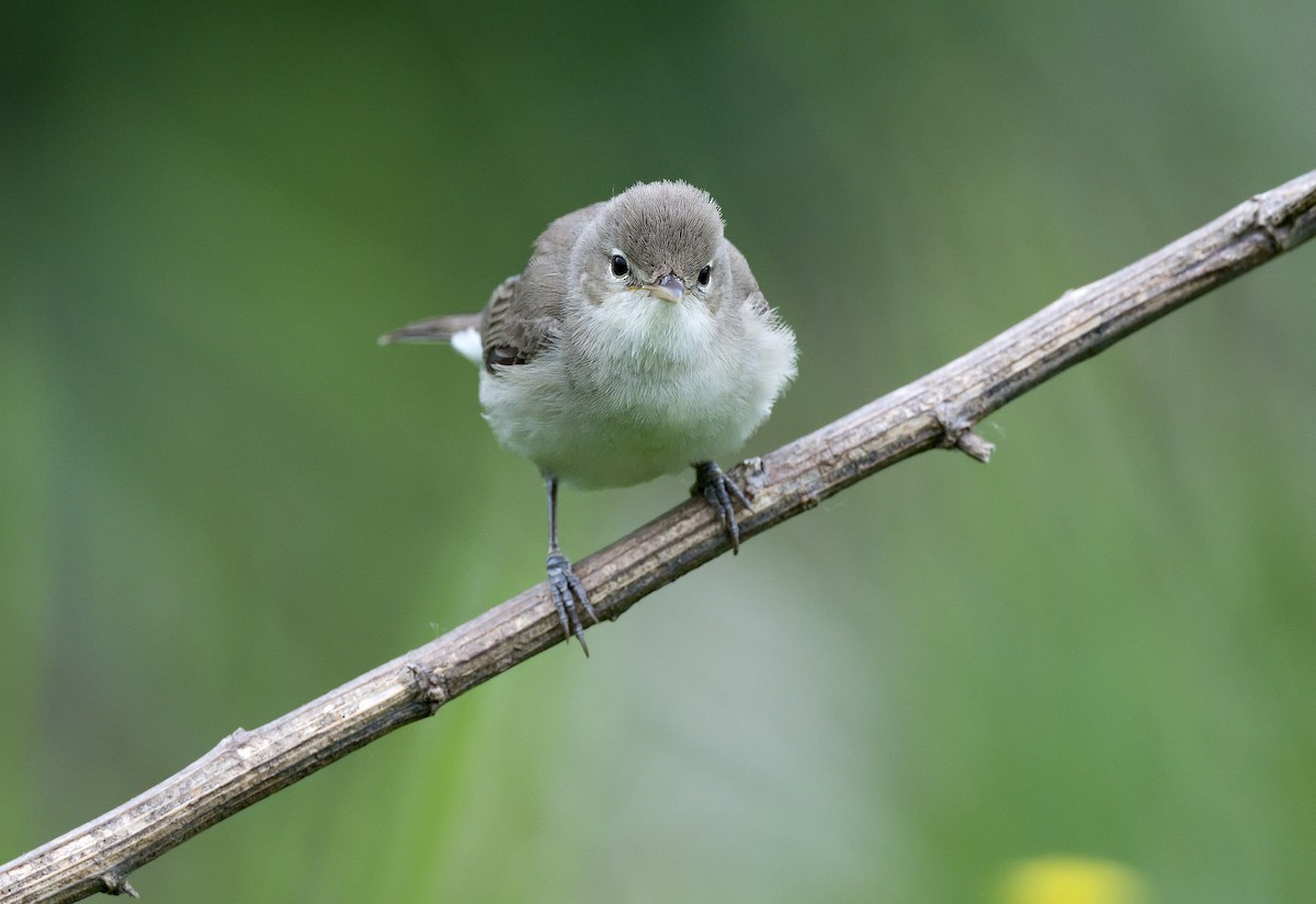 Eastern Olivaceous Warbler - Pavel Štěpánek