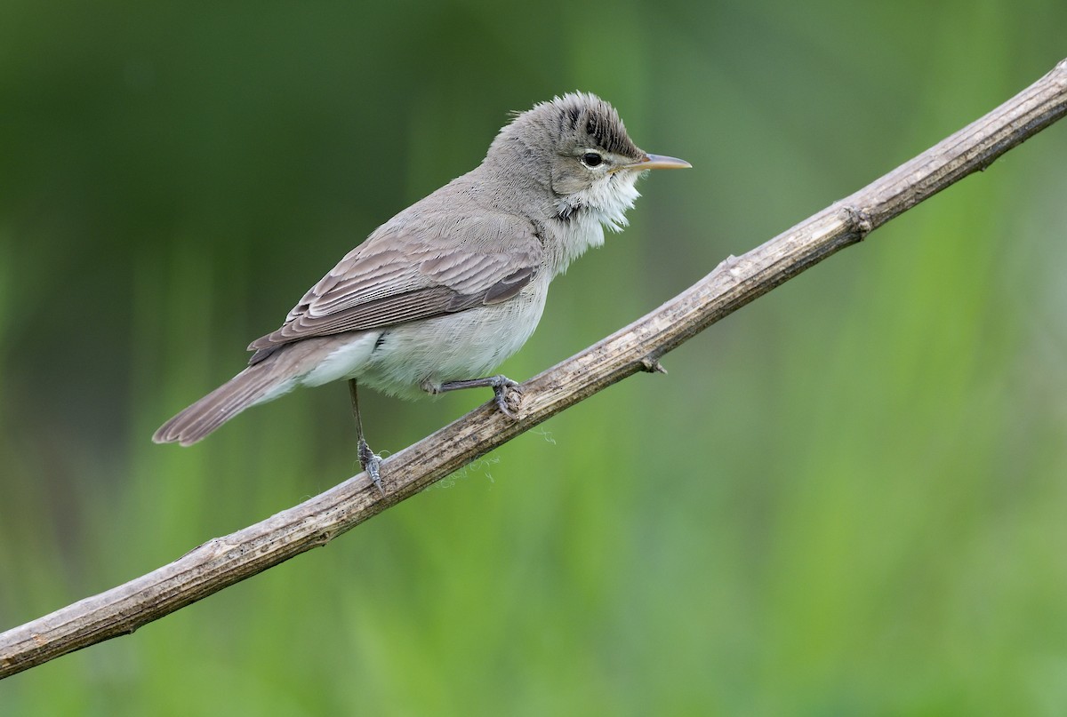 Eastern Olivaceous Warbler - Pavel Štěpánek