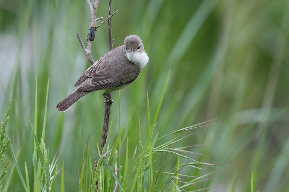 Eastern Olivaceous Warbler - Pavel Štěpánek