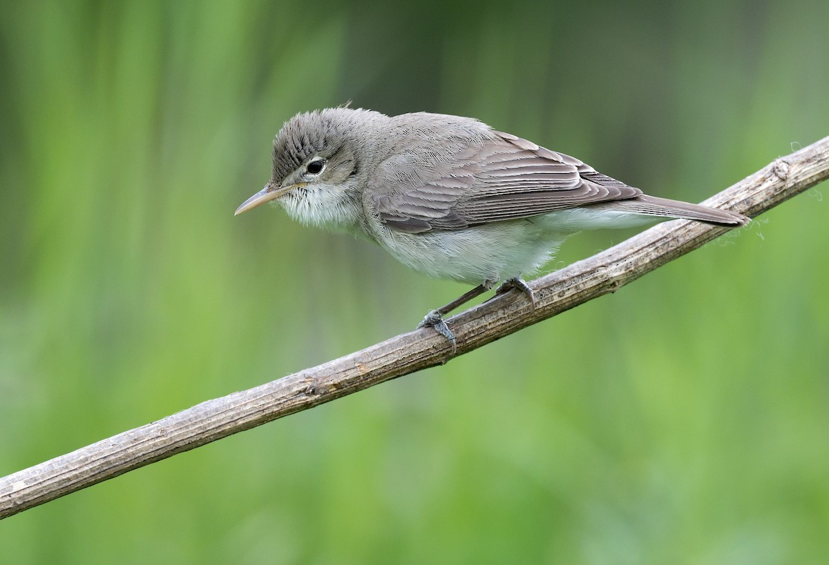 Eastern Olivaceous Warbler - Pavel Štěpánek