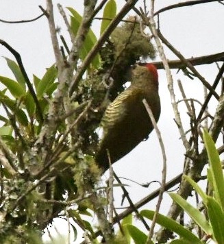 Carpintero de las Yungas - ML612254401