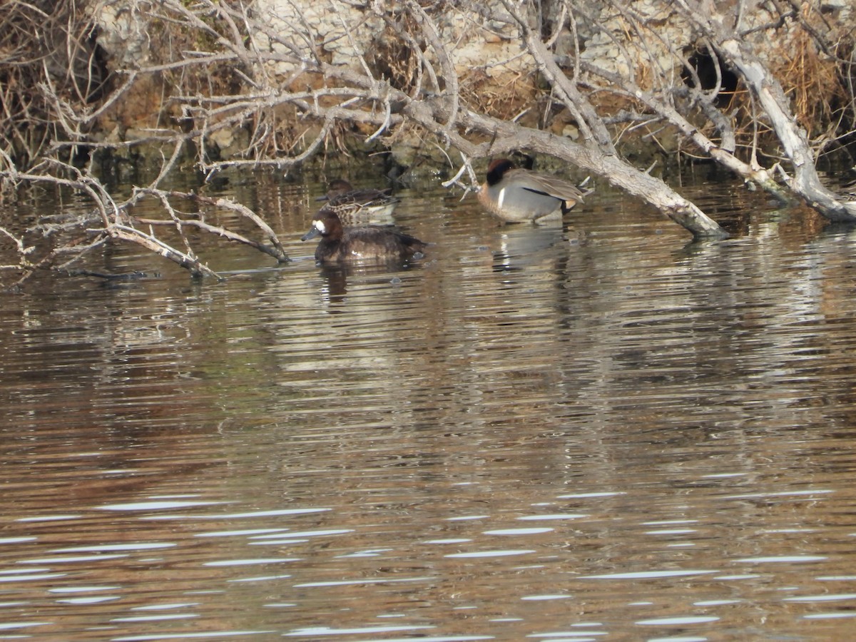 Greater Scaup - ML612254413