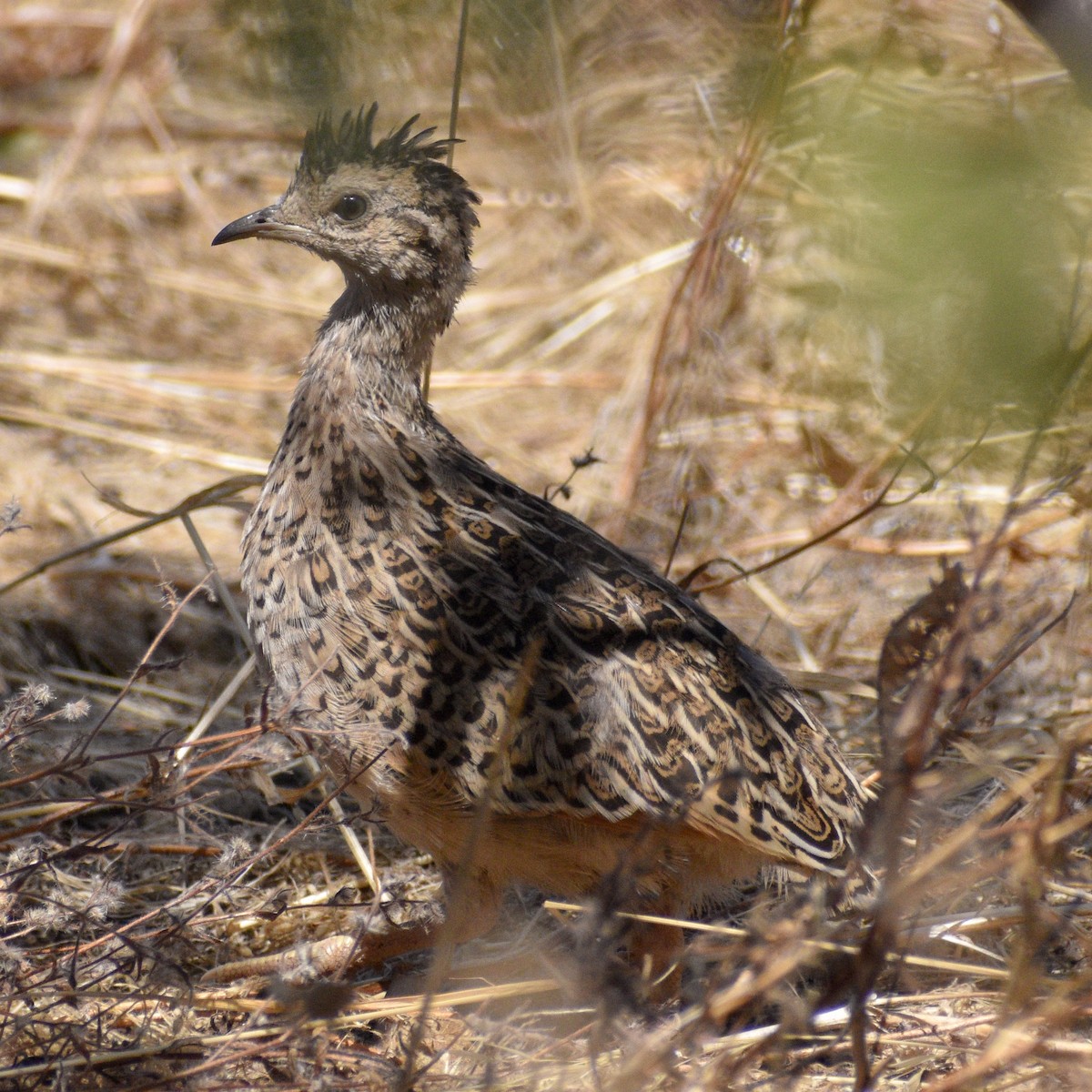 Chilean Tinamou - ML612254414