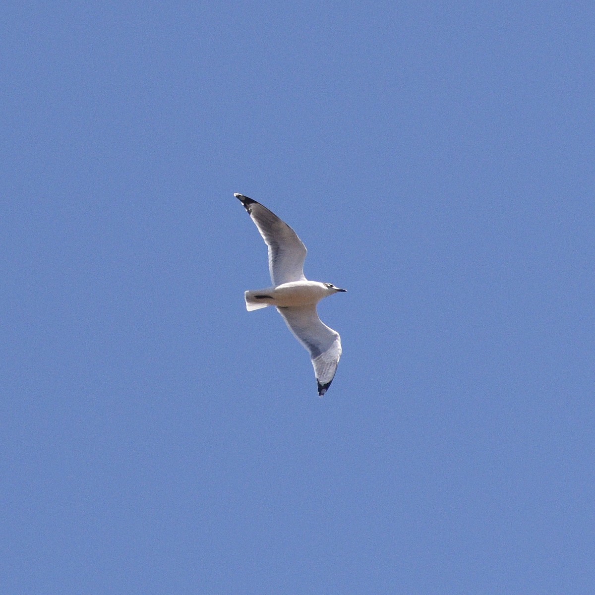 Franklin's Gull - ML612254418