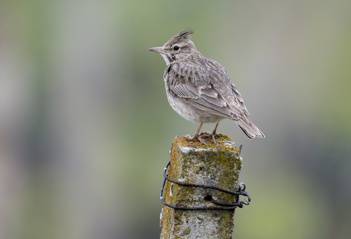 Crested Lark - Pavel Štěpánek