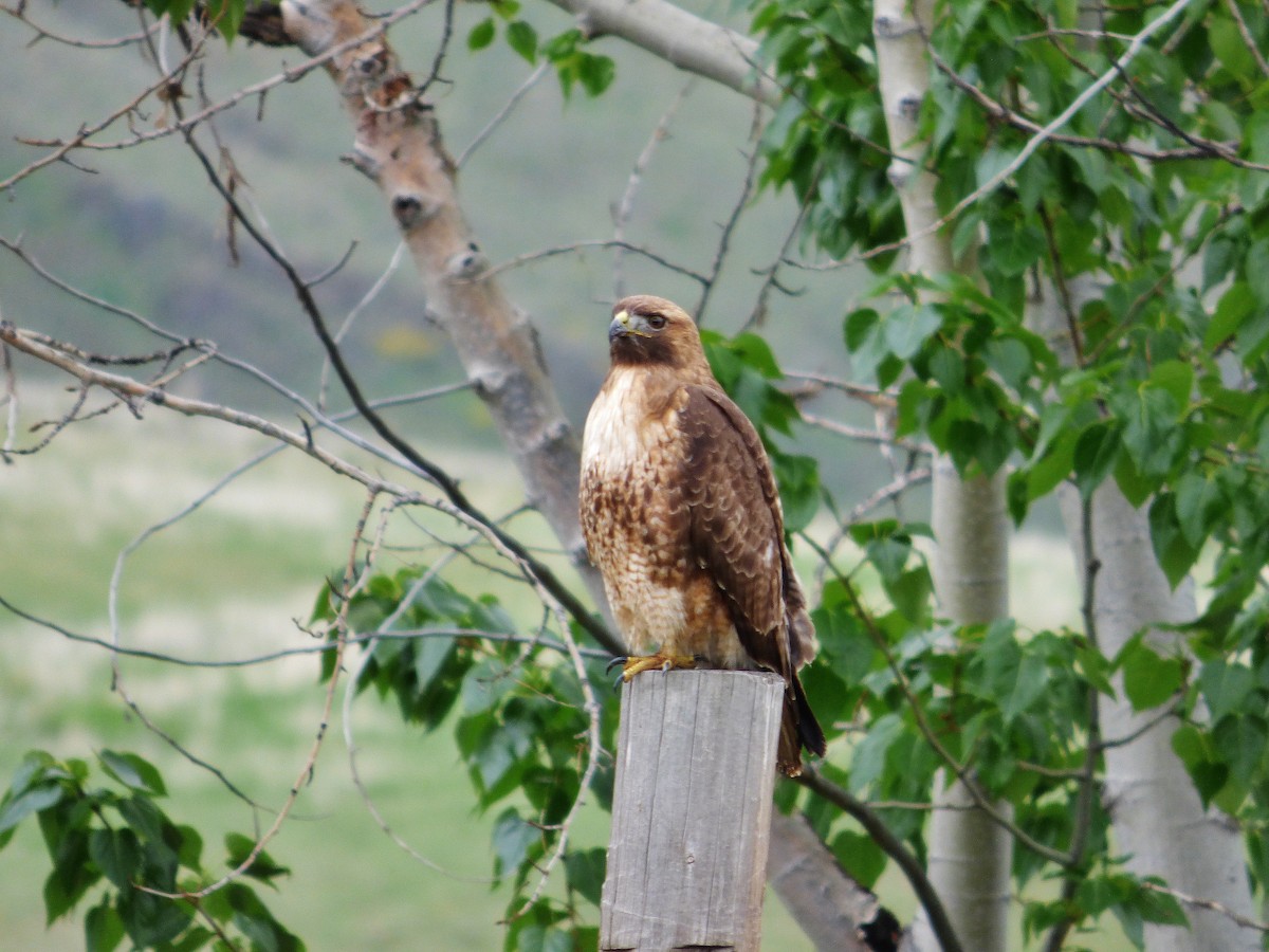 Red-tailed Hawk - ML612254543